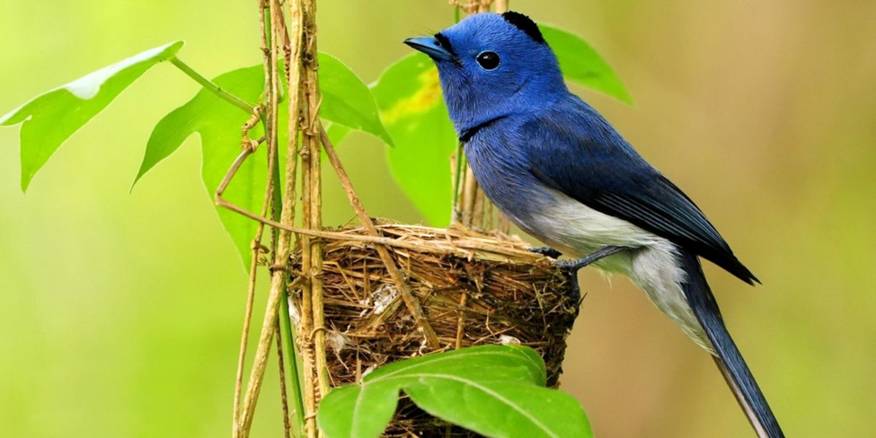 Finding Birds in Coxsackie