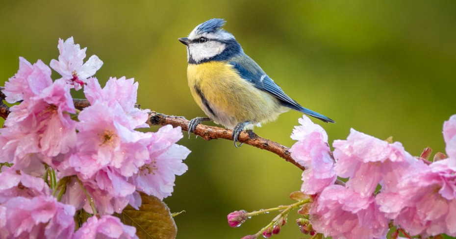 Bird Photography in Coxsackie