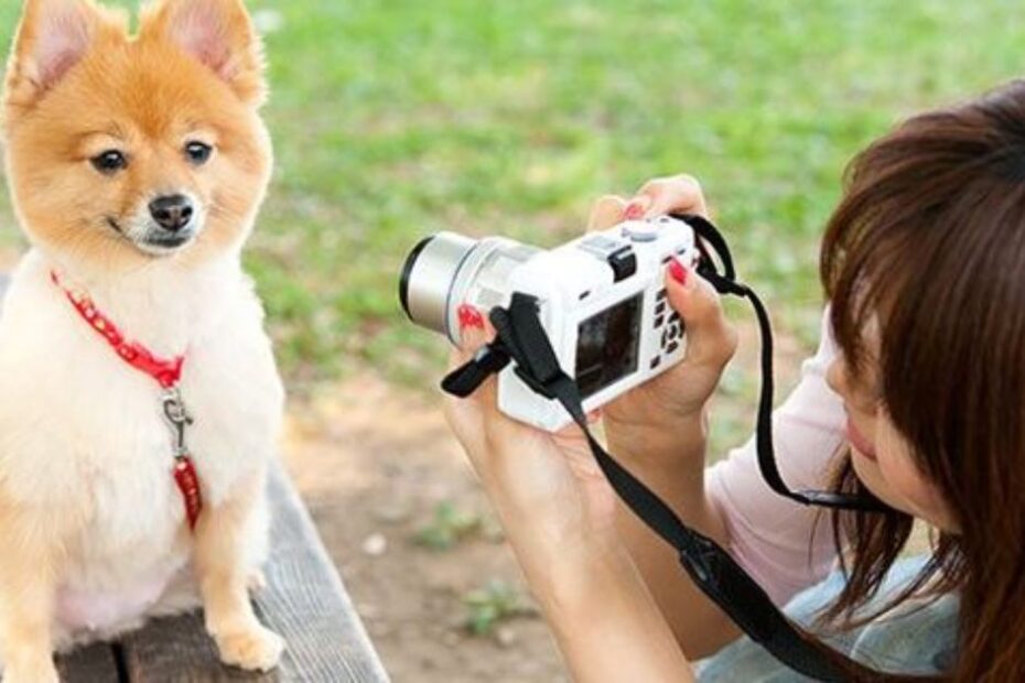 Pet Photography In Coxsackie