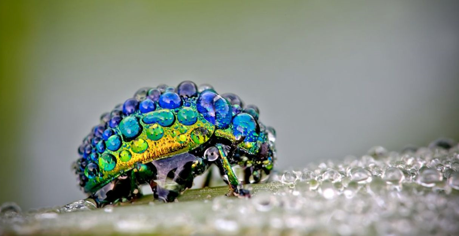 Macro Photography In Coxsackie