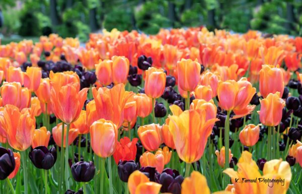 Orangetulips