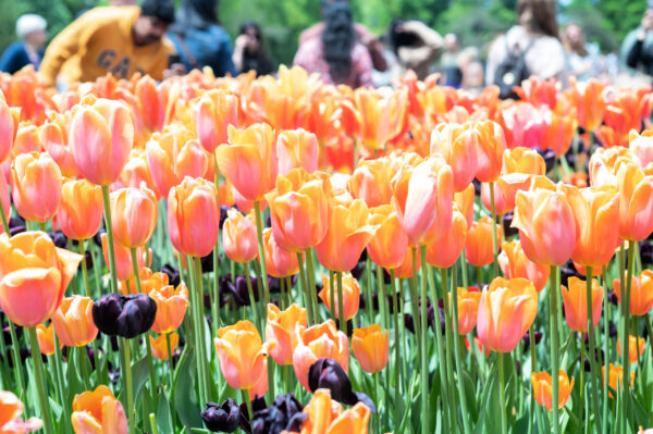 Tulips 3 scaled