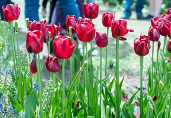 Tulips 4 scaled