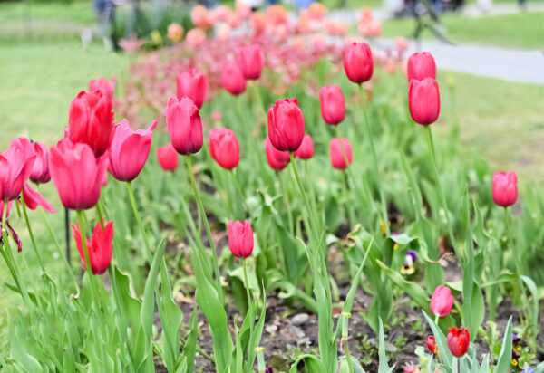 Tulips 7 scaled