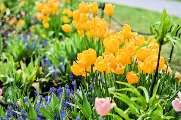 Tulips8 scaled